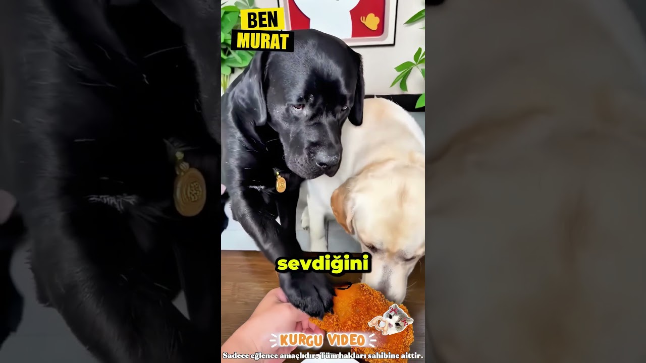 Bir Seni Seviyorum İçin Buna Değer Mi❓