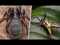 10 RAREST Spiders On Earth That Will Amaze You