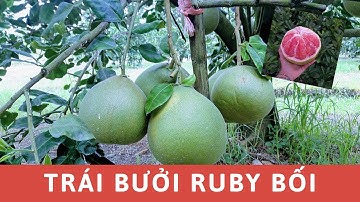 Trái BƯỞI RUBY BỐI Trong Ra Thế Nào? - Cách trồng Bưởi Ruby