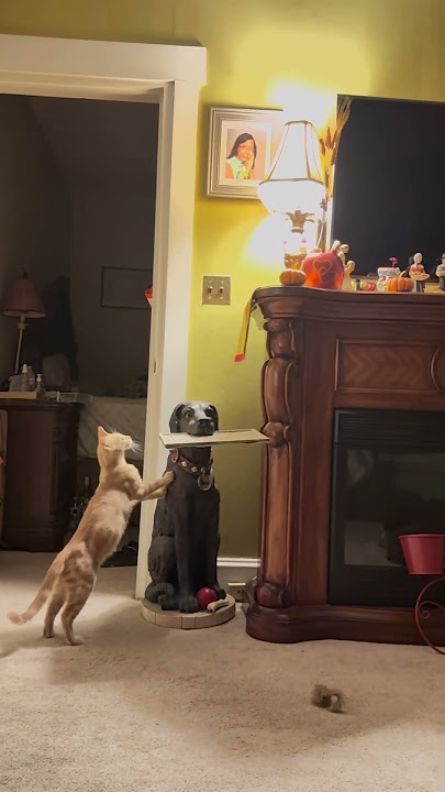 Mermely and Luna trying to catch a butterfly.