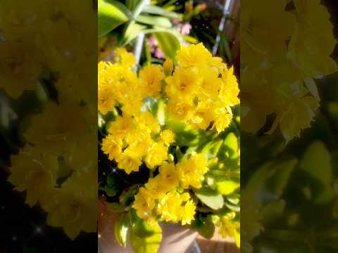 Kalanchoe and Clivia in bloom. A spring morning. #flowers #gardening #plants #green #spring
