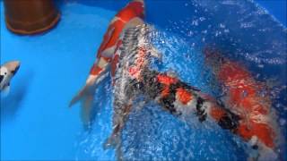 Interkoi Rheinberg Germany 2013 - Show Tanks Part One