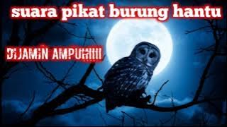 suara pikat burung hantu// dijamin ampuh!!!