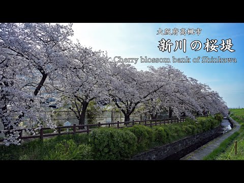 Landscape photo] Takatsuki's cherry blossom spot Shinkawa no