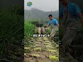 ニンニクの葉にフタをする理由！？値段が何倍にもなる秘密