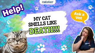 VET ANSWER: My Cat Smells Like DEATH!!