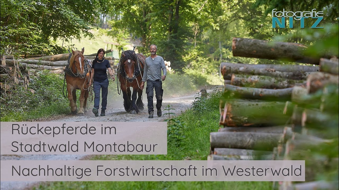 Nachhaltige Forstwirtschaft - Rückpferde im Stadtwald von Montabaur