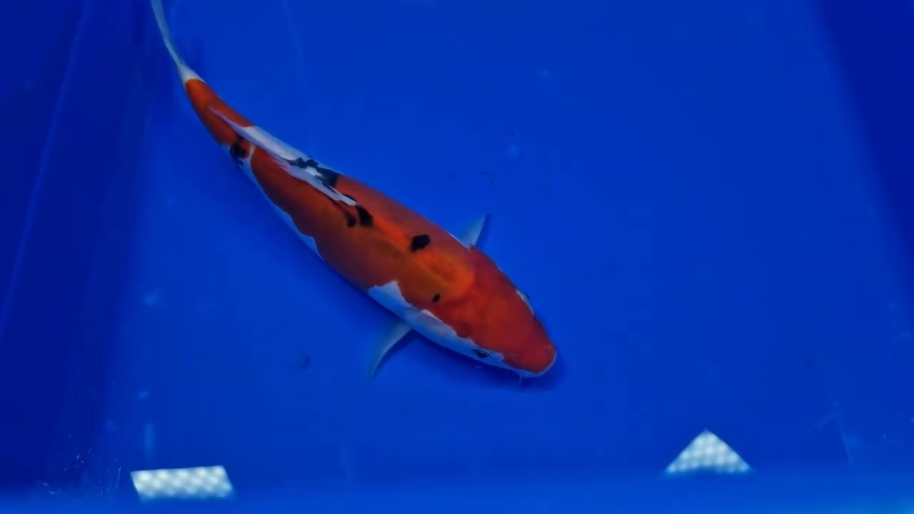 Sanke Premium Quality Koi Fish