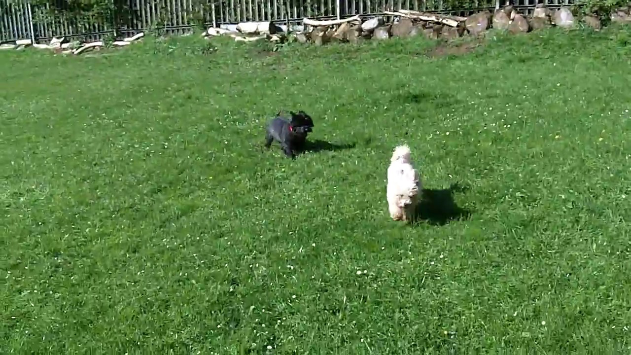 Fab Fergus Cairn Terrier &amp; Bichon Peppa do not even notice ...