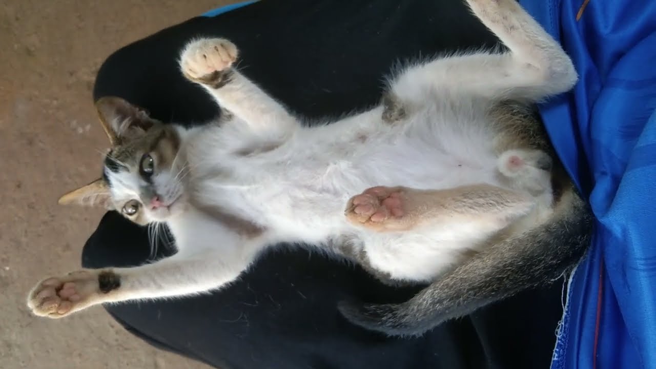 Cat upside down relaxing....🐈