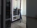 Пытается кошка открыть дверь