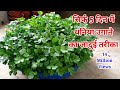 मात्र 5 दिन में धनिया उगाने का सबसे आसान तरीक । How to grow coriander at home/dhaniya kaise ugayein.