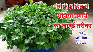 मात्र 5 दिन में धनिया उगाने का जादुई तरीक । How to grow coriander at home/dhaniya kaise ugayein.