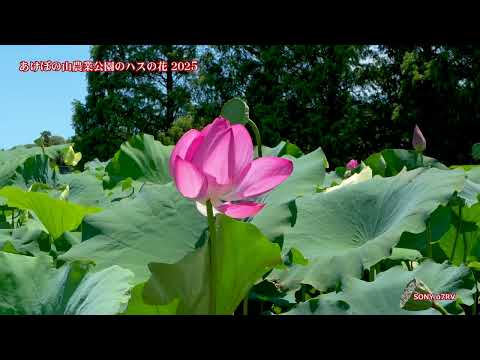 花畑 足立区】花畑記念公園・桜花亭の紅葉ライトアップは11月26日（日