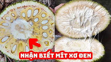 Cách nhận biết mít ruột đỏ xơ vàng bị xơ đen | SIÊU THỊ CÂY GIỐNG WELOFARM
