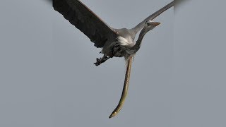 ✅  Schnappschuss: Schlangenaal platzt durch Kehlkopf eines Vogels