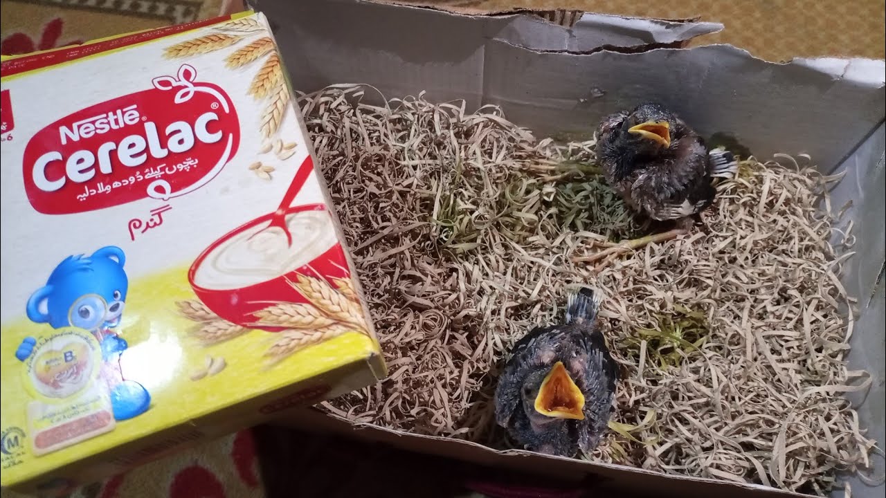 Myna birds feed health and care baby YouTube