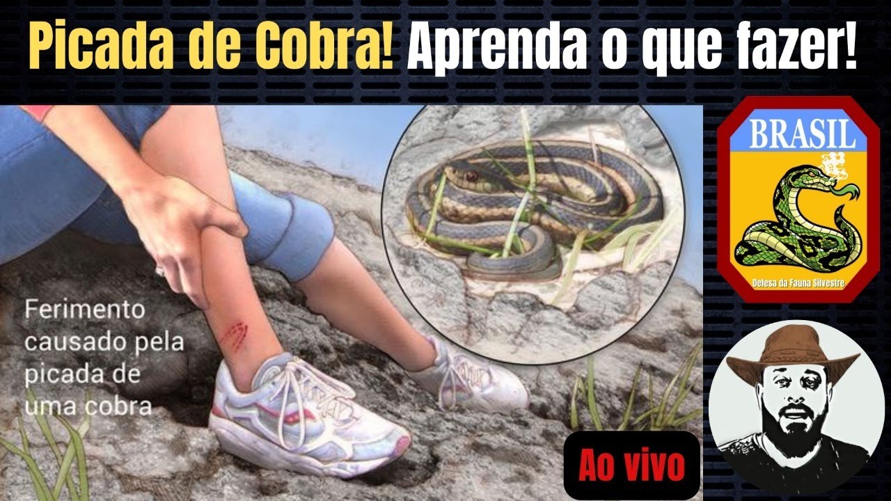 Picada de Cobra! O que fazer? | Mudanças no Canal - YouTube