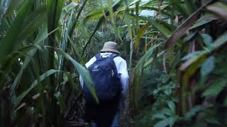 climing mount warning (wollumbin)