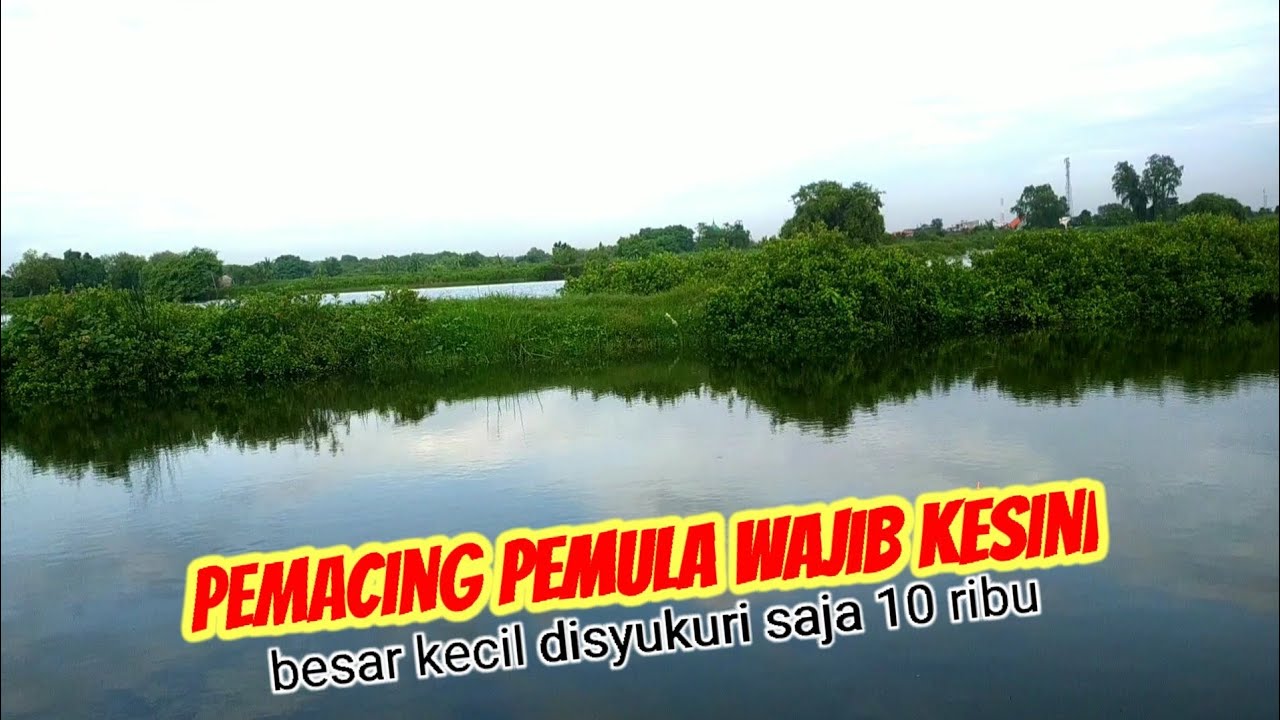 PERJUANGANKU TIDAK SIA SIA MANCING IKAN MUJAER PURBA//MANCING IKAN SEGORO TAMBAK SIDOARJO
