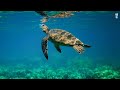 Capture de la vidéo 12 Hrs Of 4K Turtle Paradise - Tropical Fish, Coral Reefs - Reduce Stress And Anxiety #Relaxing