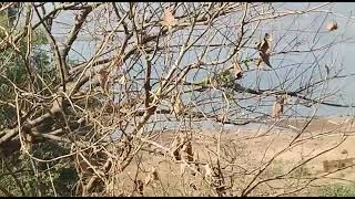 6 Acer Agriculture Land In Mawal Village District Pune .. Rate ..45 L Per Acer .. 9920444195