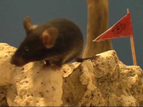 SPARTA MICE