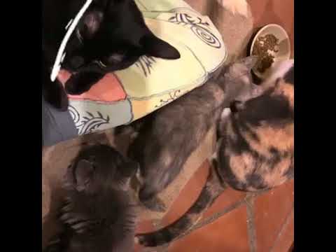 feline infectious peritonitis natural treatment BokuMo Kabocha Smokey MiniBean