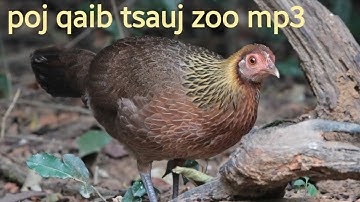 suab poj qaib tsauj zoo heev mp3
