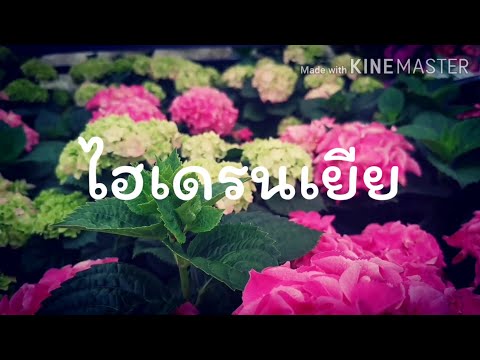 วีดีโอ: ดอกไม้ฤดูหนาว Lyubnik