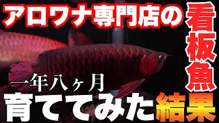 エスパーダ Espada アロワナ AROWANA The signature fish of an arowana specialty store! The results of