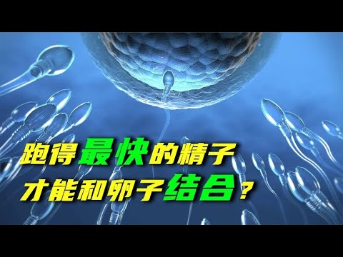 跑得最快的精子，才能顺利和卵子结合？其实我们都想错了