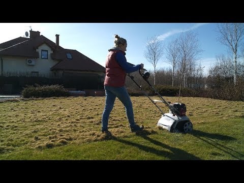 Wideo: Bluegrass Na Trawnik (27 Zdjęć): Opis Trawy Trawnikowej Bluegrass łąkowych, Zalety I Wady Nasion, Charakterystyka Zrolowanej Bluegrass, Recenzje