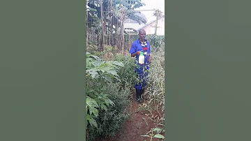 Gutera Detane Mu Nyanya 