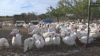 It's not just inflation making Thanksgiving more expensive this year