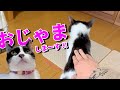 【ねこ動画】ウチのネコがおじゃま虫な件について