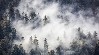 The Science of Redwoods & Fog | Save the Redwoods League