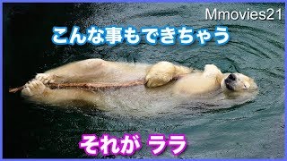 可愛いホッキョクグマ　長い棒をつかんで浮かぶララ Polar Bear play