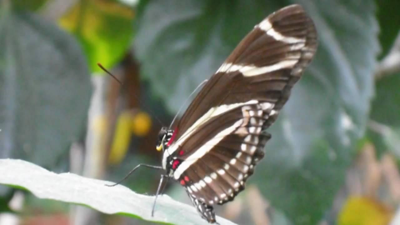 Air from Handel's Water Music Suite in F major