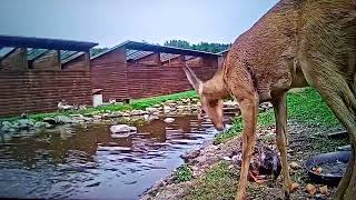 Duck vs Deer