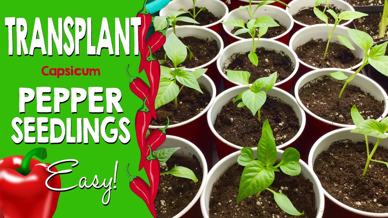 🌶 How To Transplant Pepper Seedlings Into Bigger Pots Cheap And Easy 🌶