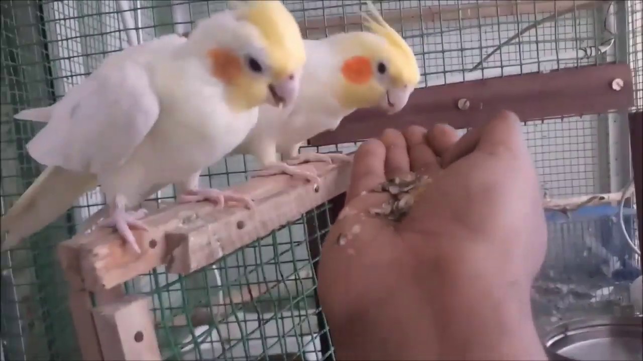 Cockatiel Bird Training OUT OF CAGE YouTube