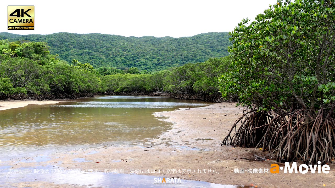 石垣島 吹通川ヒルギ群落 Youtube 石垣島 吹通川ヒルギ群落 Youtube