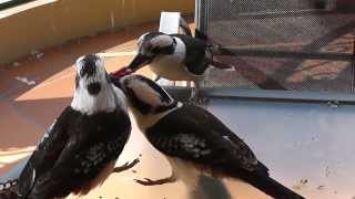 Kookaburra 3 Way Steak Struggle