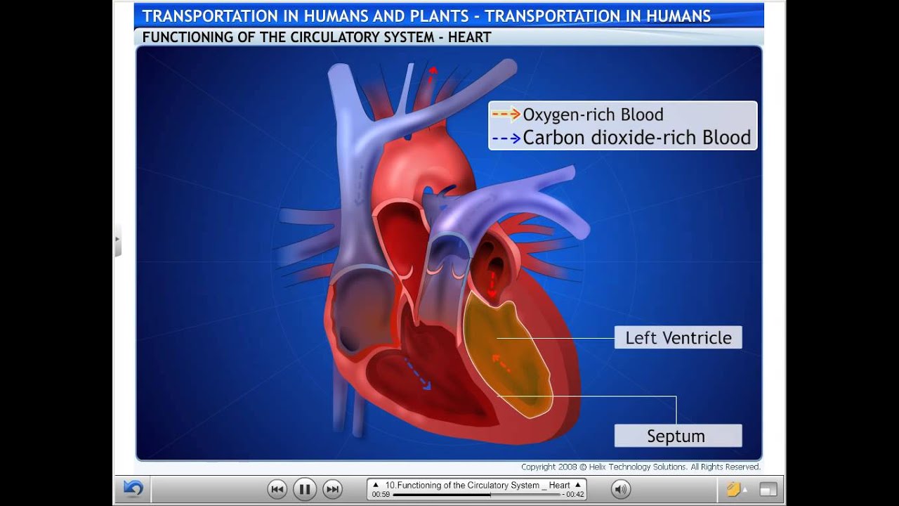 Circulatory system learn next - YouTube