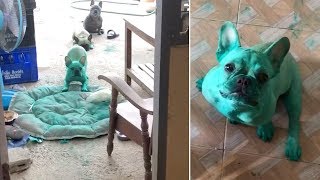 Incredible Hulk Green Bulldogs!