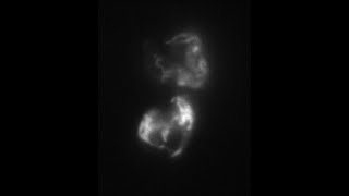 Mitochondrial Dynamics In Olfactory Supporting Cells (Part 1)