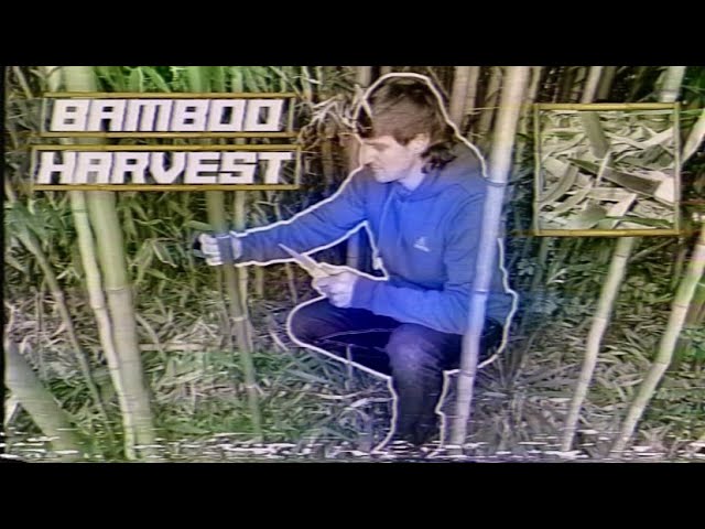 Making a Cane Pole P1: Harvesting Backyard Bamboo 