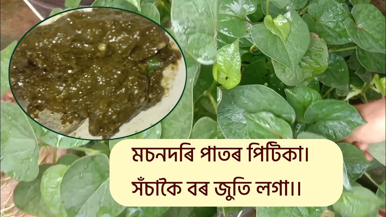 মচনদৰি পাতৰ পিটিকা। খাবলৈ বৰ জুতি লগা।।😋😋#food #cooking #recipe #assamesecookingchannel