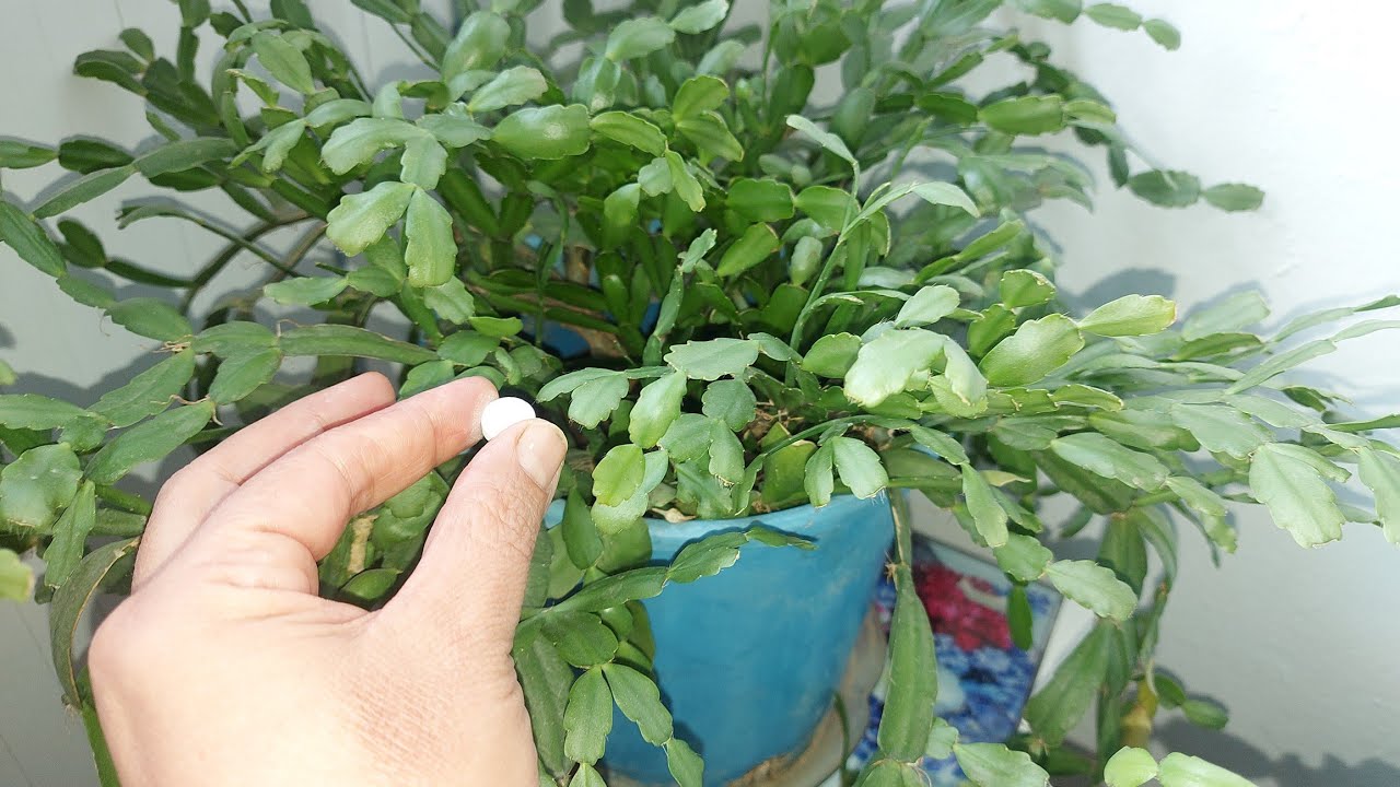 Sadece Yılbaşı Çiçeğinin Toprağına 2 Tane Göm Anında Tomurcuk Çiçek Açıyor Sağlıklı Kökler